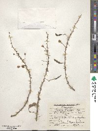 Mimosa lanata image