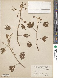 Mimosa pudica image