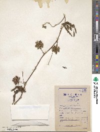 Mimosa pudica image