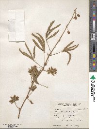 Mimosa pudica image