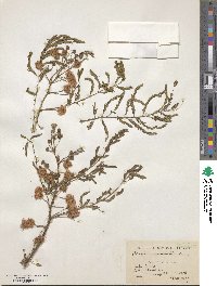 Mimosa rubicaulis image