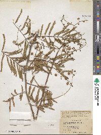 Mimosa bimucronata image