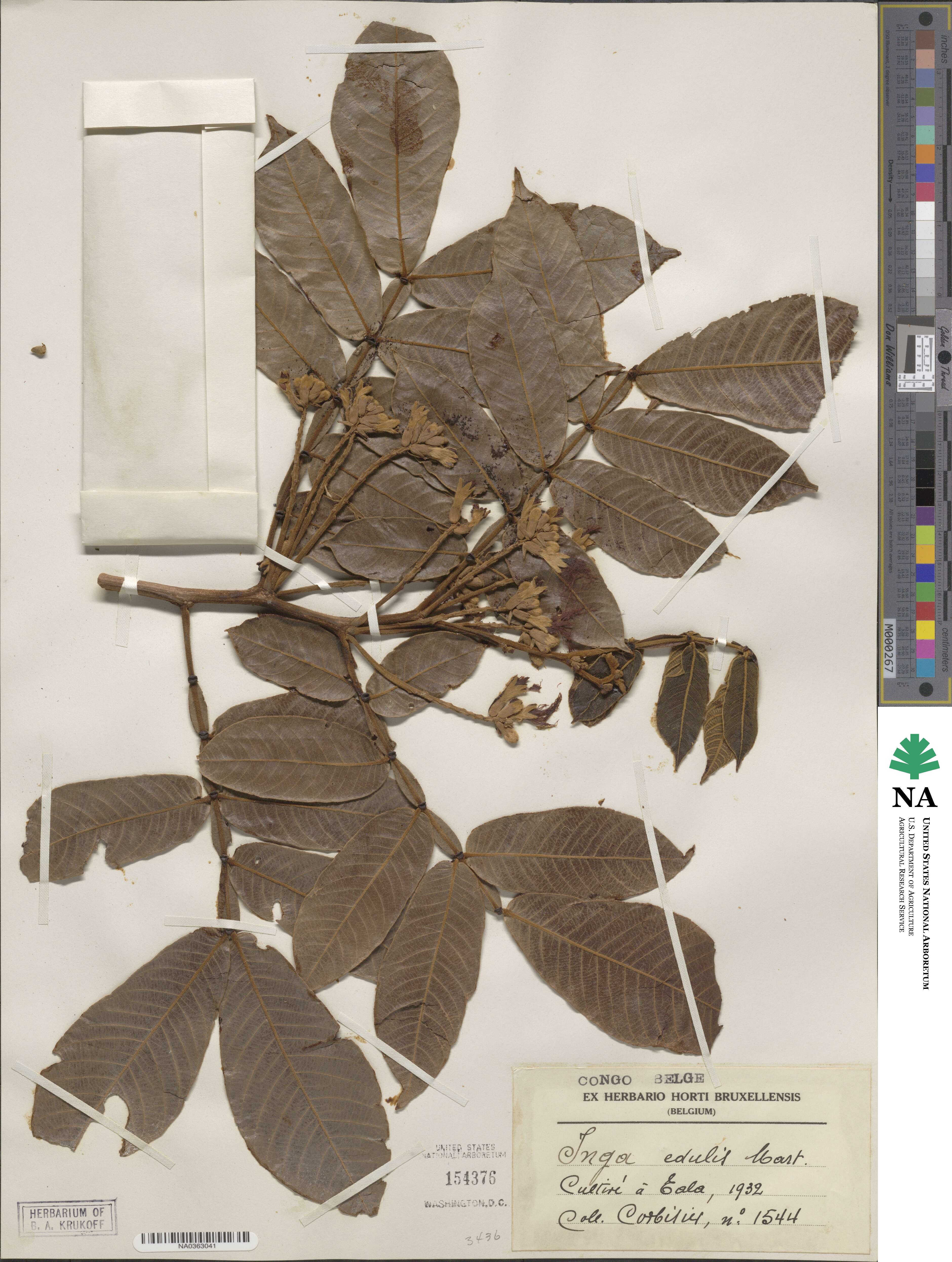 Inga edulis image