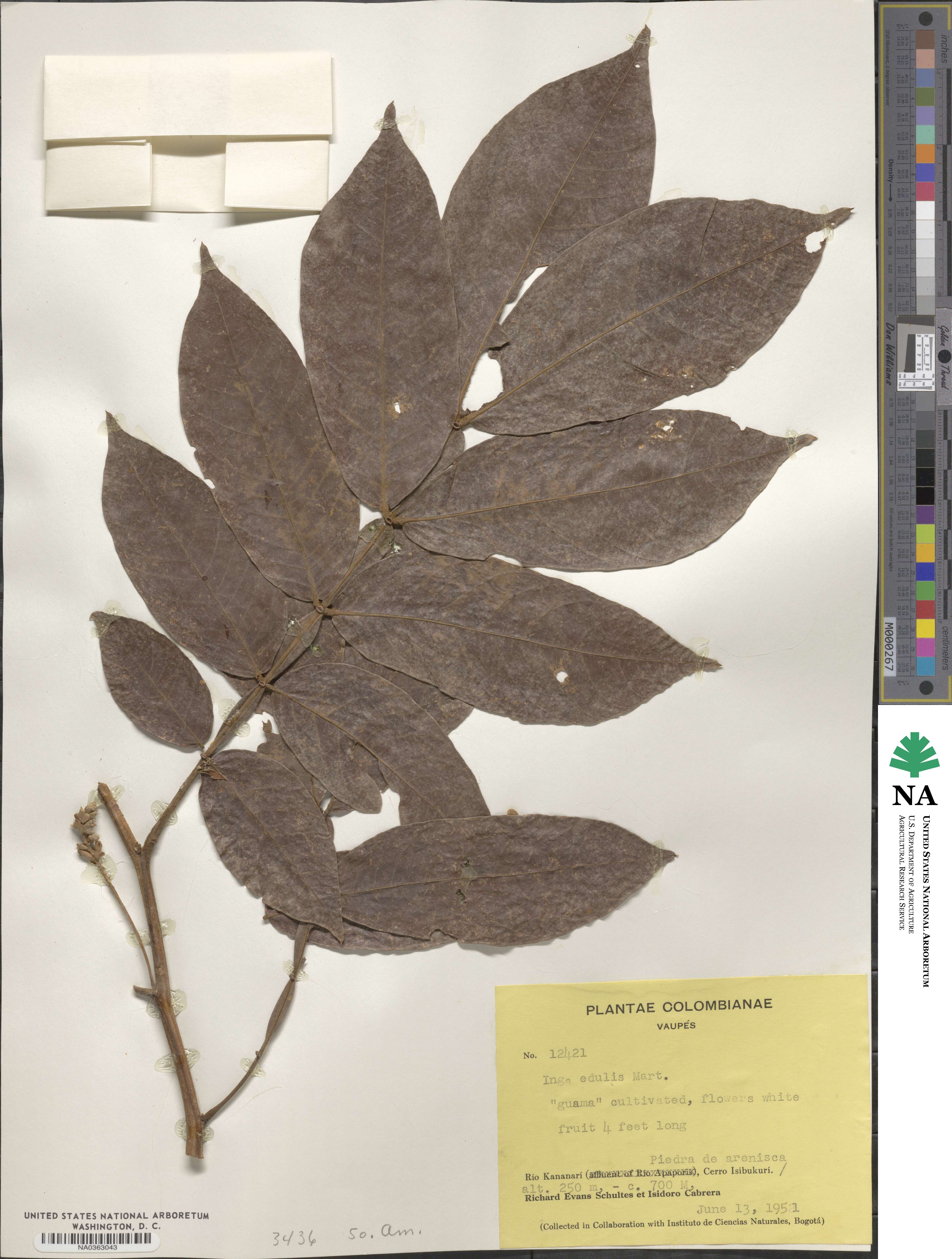 Inga edulis image