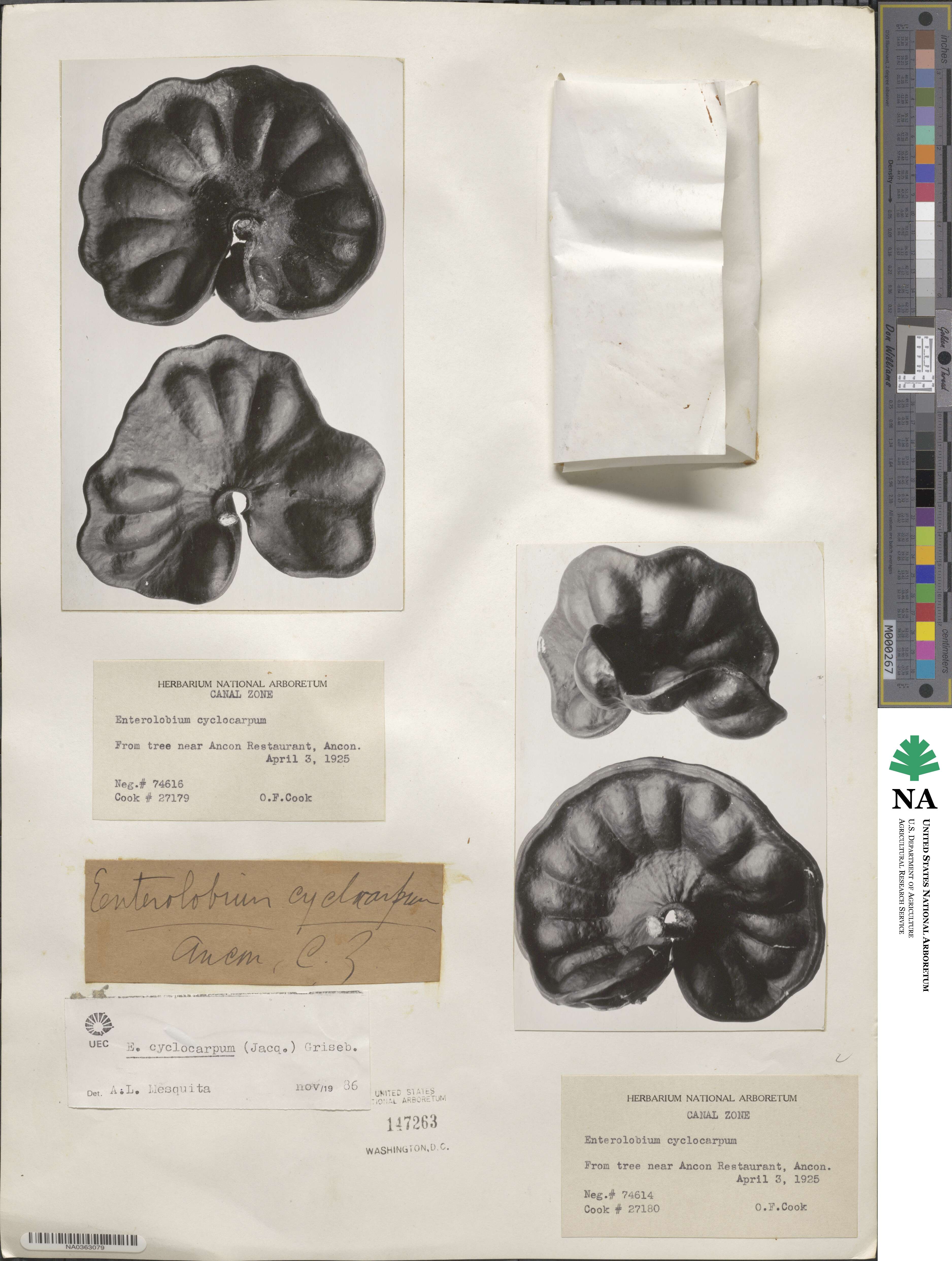 Enterolobium cyclocarpum image