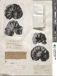 Enterolobium cyclocarpum image