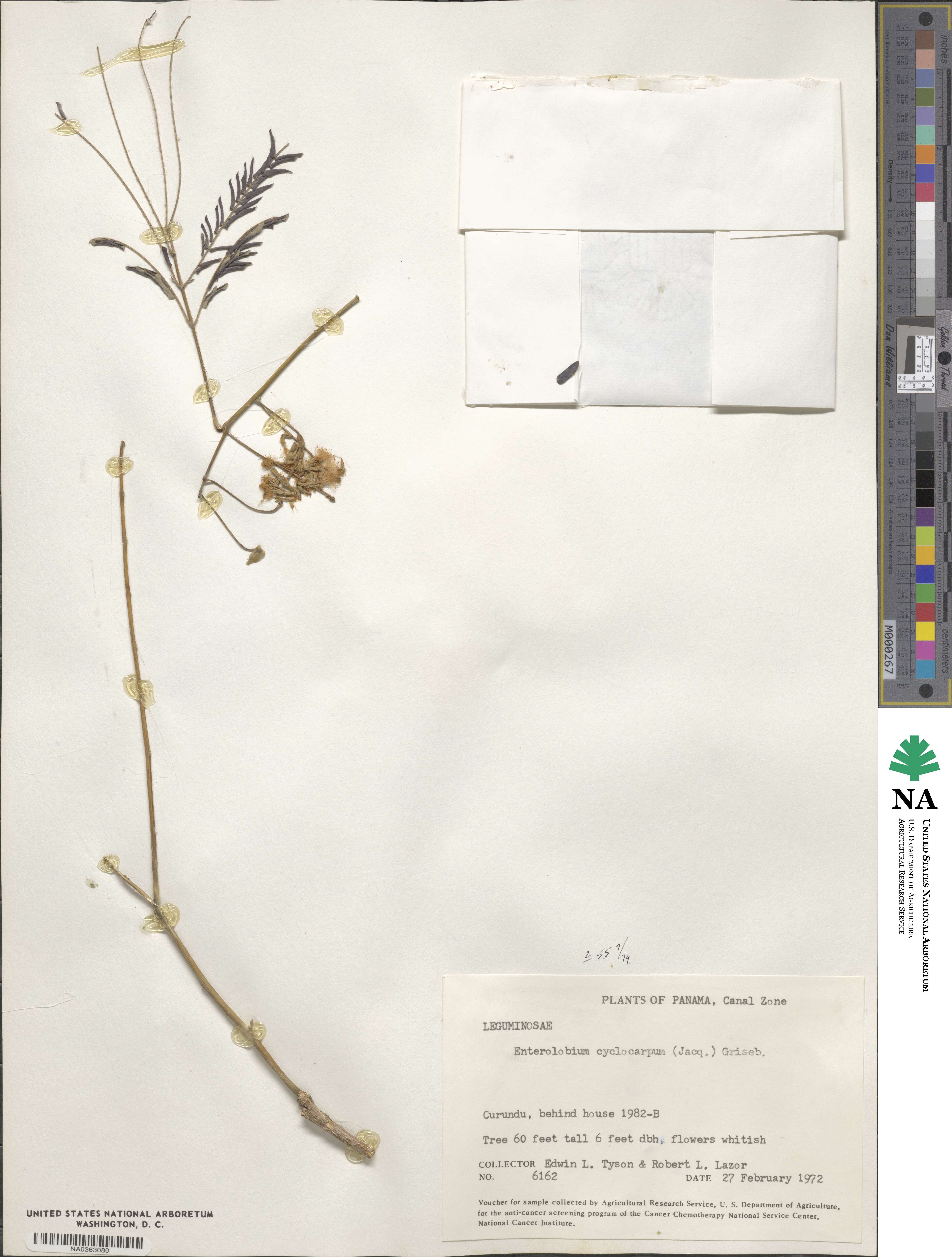 Enterolobium cyclocarpum image
