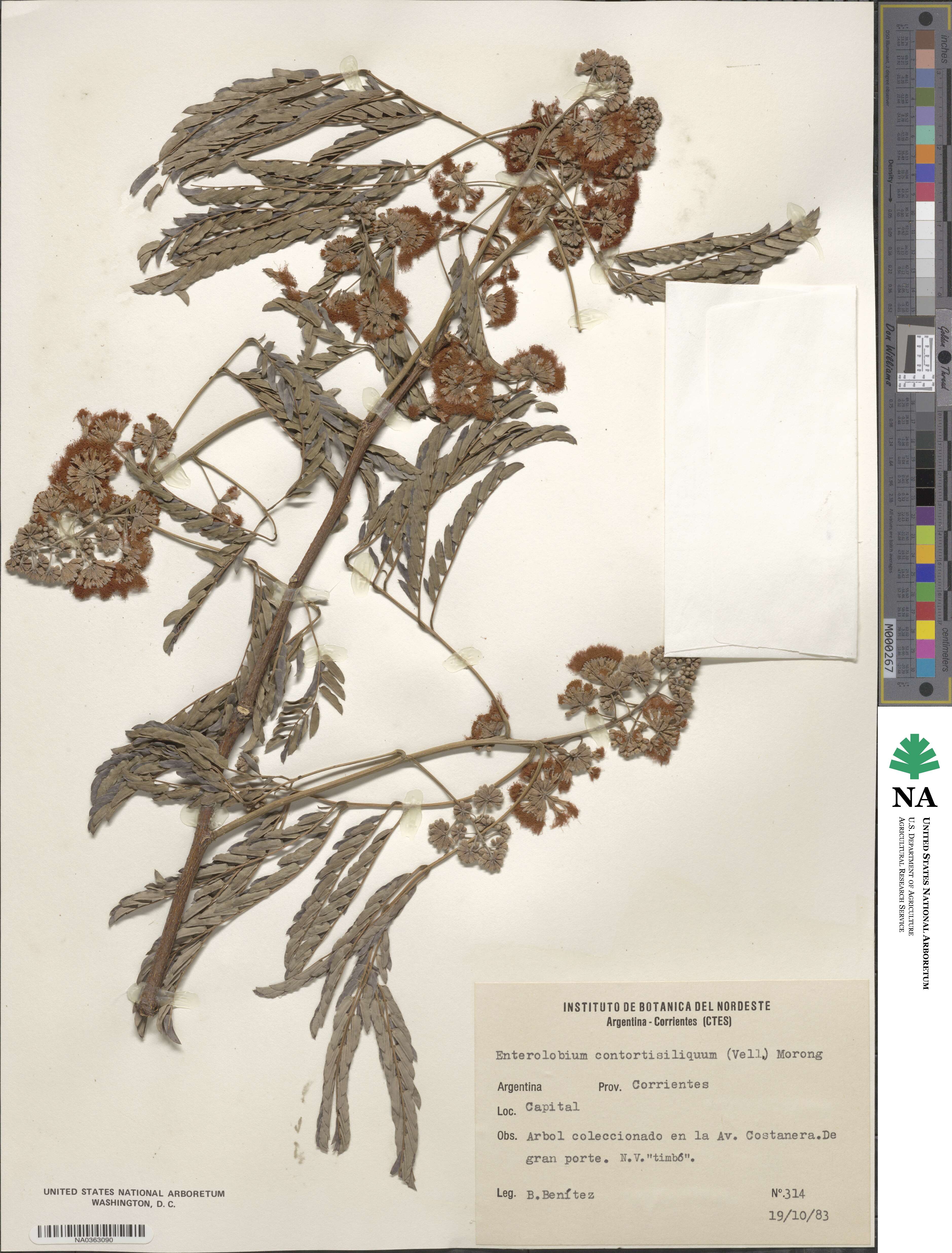 Enterolobium contortisiliquum image