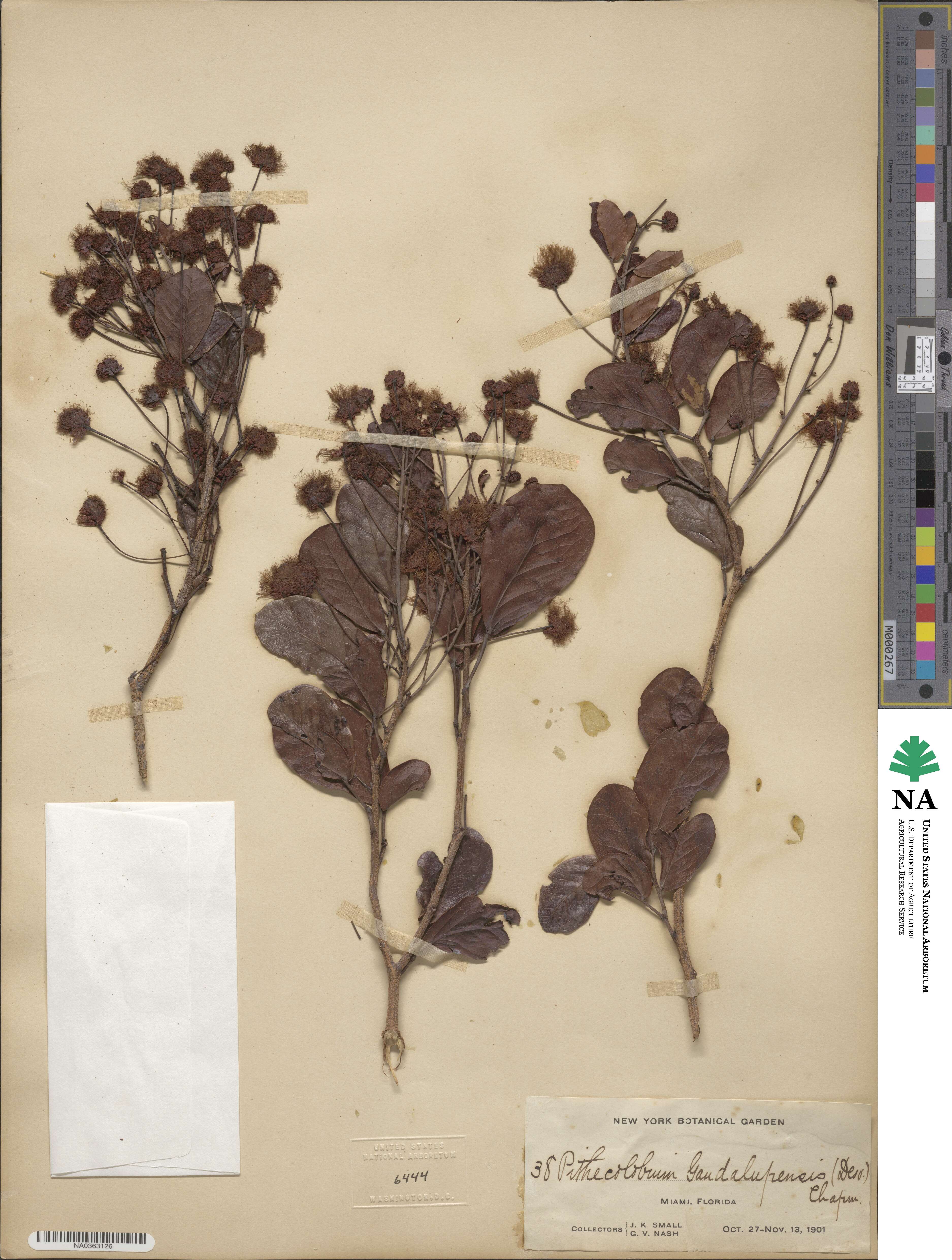 Pithecellobium unguis-cati image