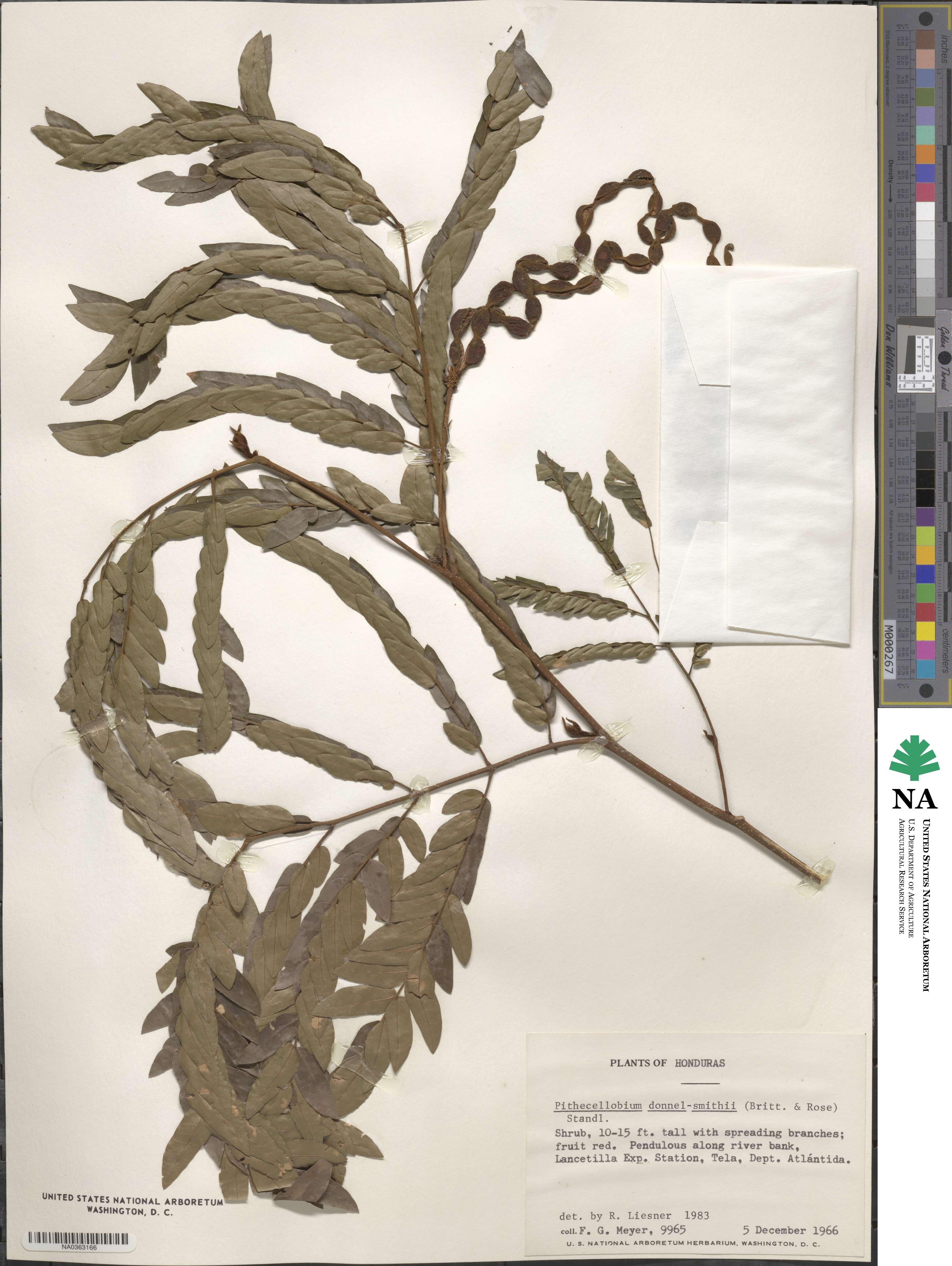 Cojoba graciliflora image