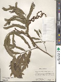 Cojoba graciliflora image