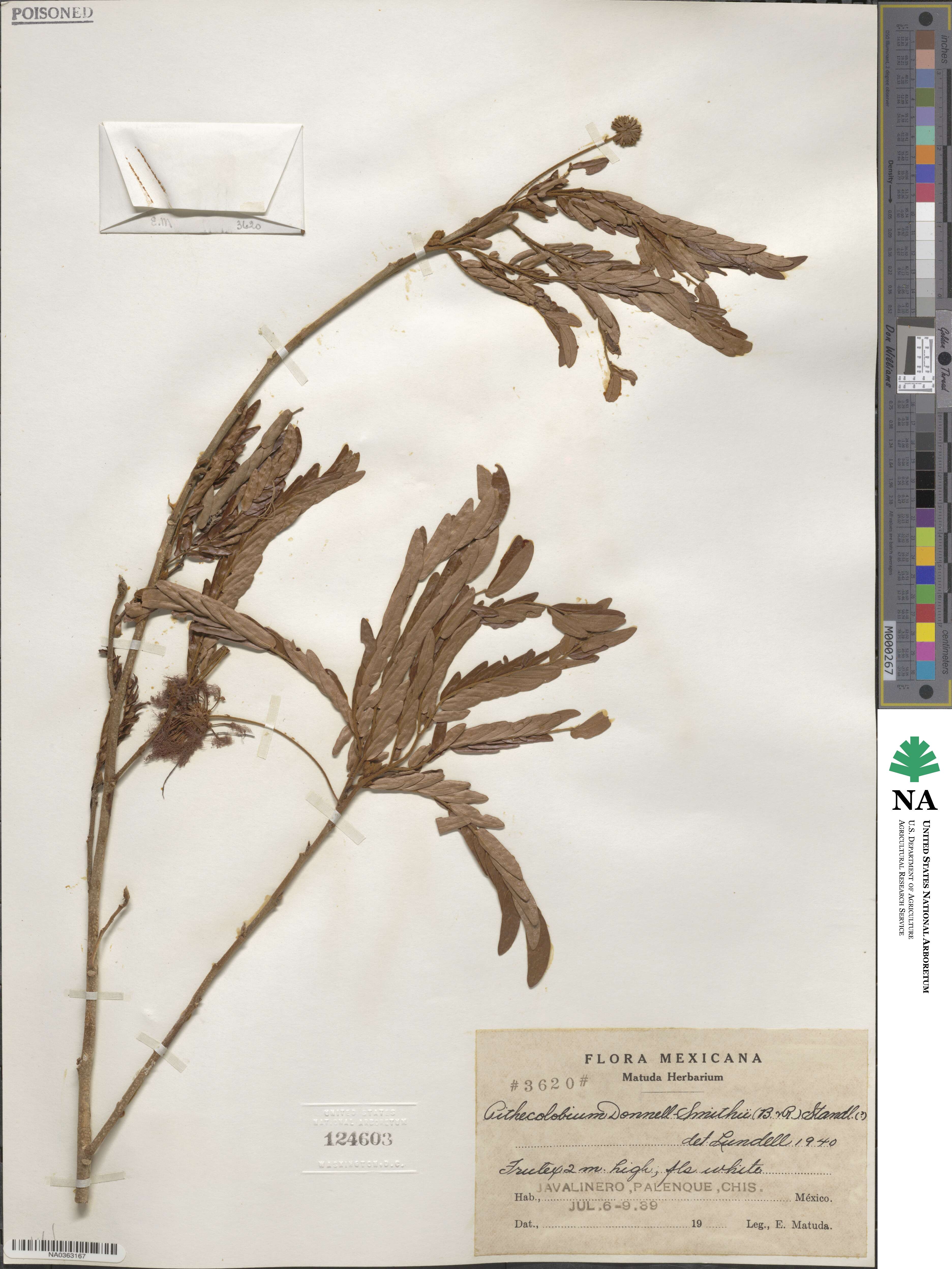 Cojoba graciliflora image