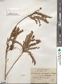 Cojoba graciliflora image