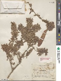 Havardia sonorae image