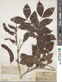 Zygia cauliflora image