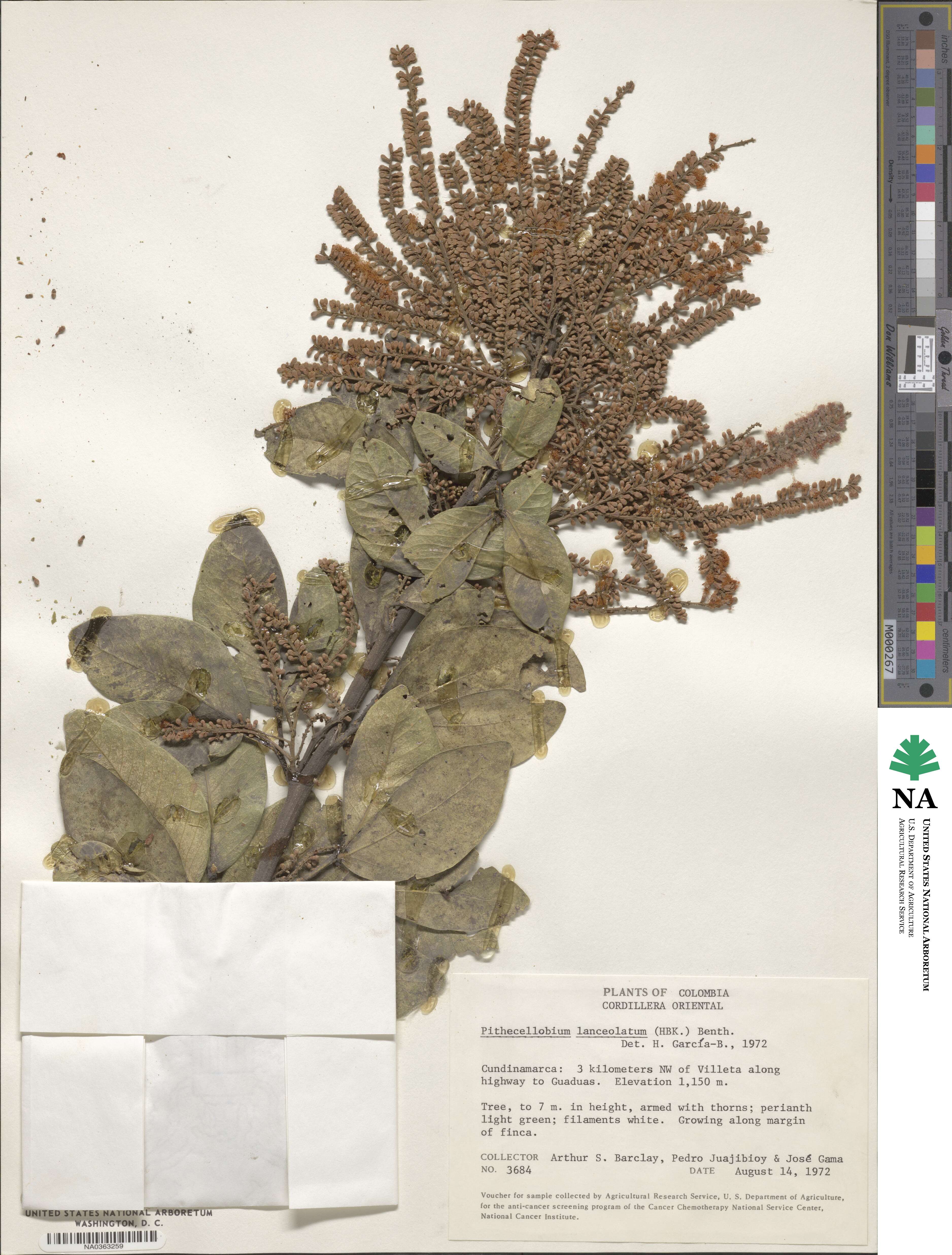 Pithecellobium lanceolatum image
