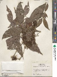 Zygia latifolia image