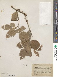 Zygia latifolia image