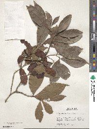 Zygia longifolia image