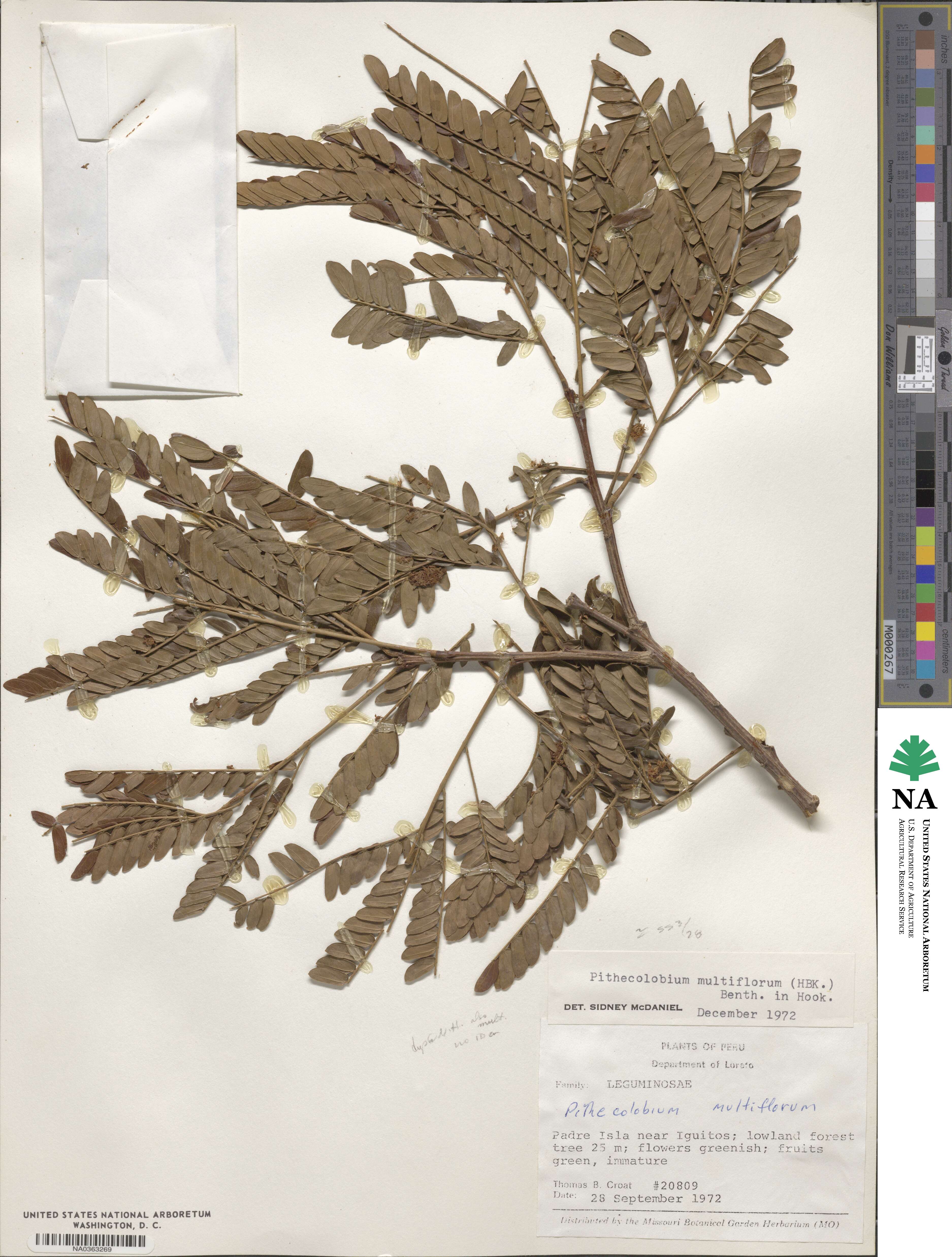 Pithecellobium multiflorum image