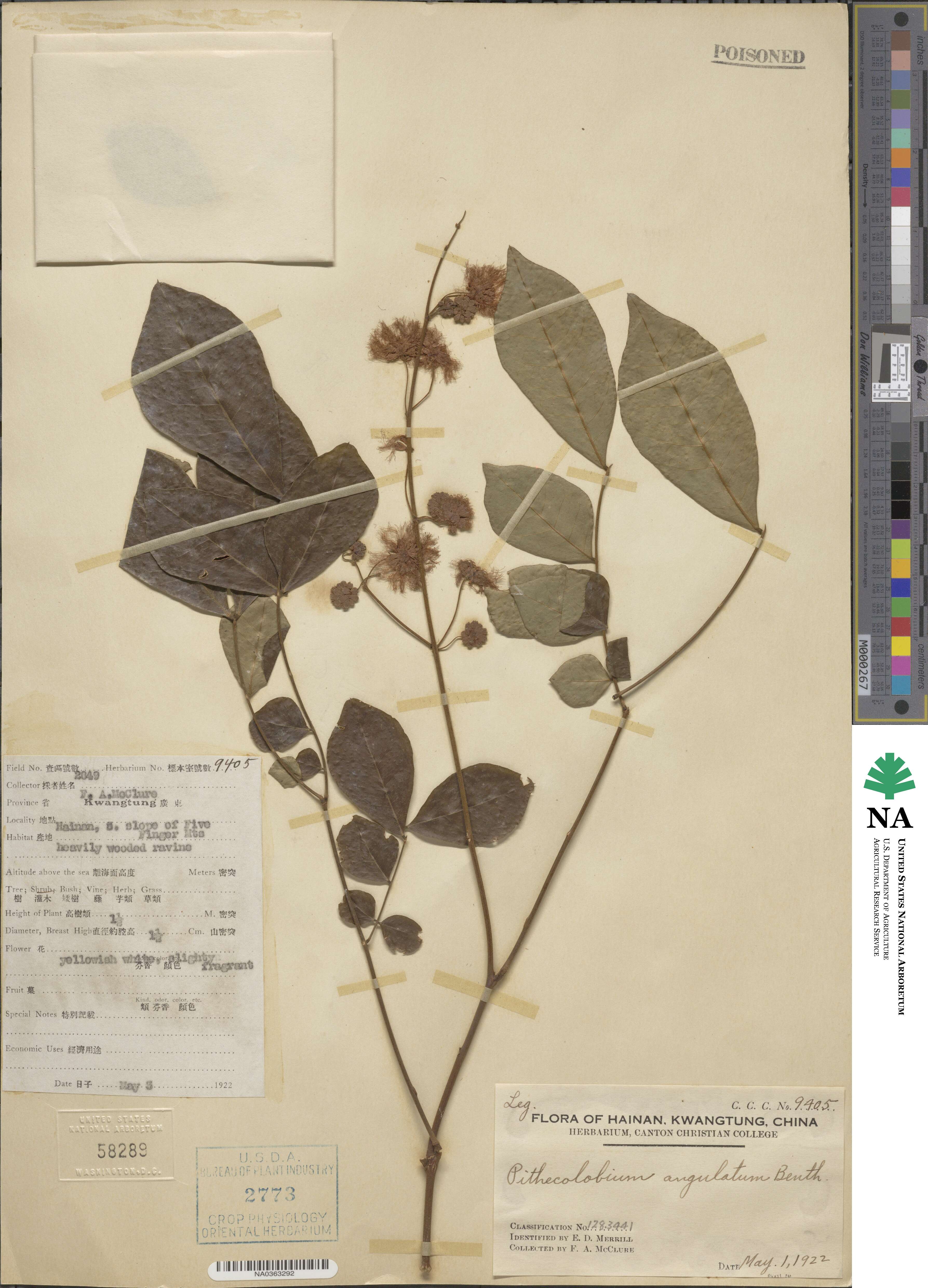 Archidendron clypearia subsp. clypearia image