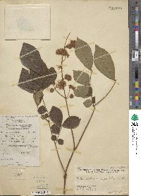 Archidendron clypearia subsp. clypearia image