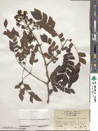 Archidendron clypearia image