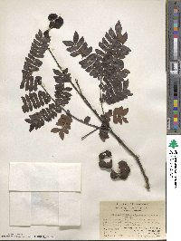 Archidendron clypearia image