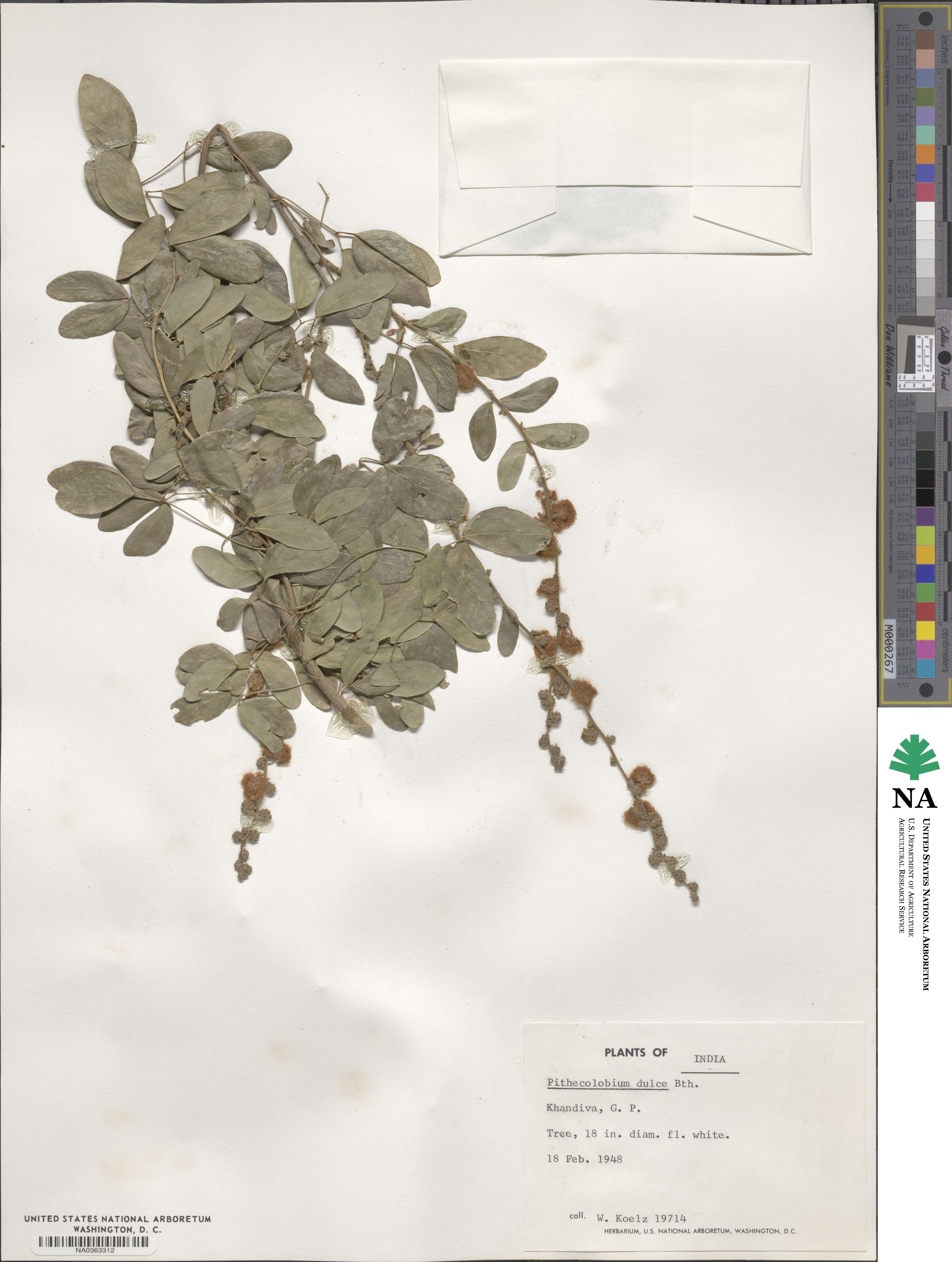 Pithecellobium dulce image