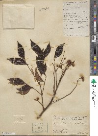 Archidendron lucidum image