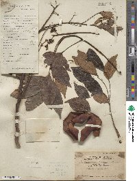 Archidendron lucidum image