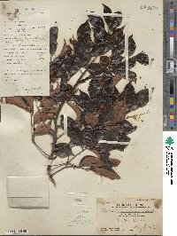 Archidendron lucidum image