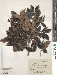 Archidendron lucidum image