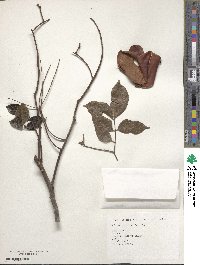 Archidendron lucidum image