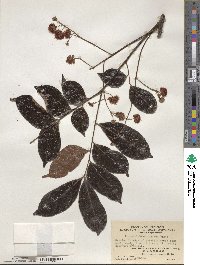 Archidendron lucidum image