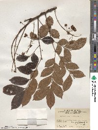 Archidendron lucidum image