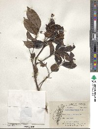 Archidendron lucidum image