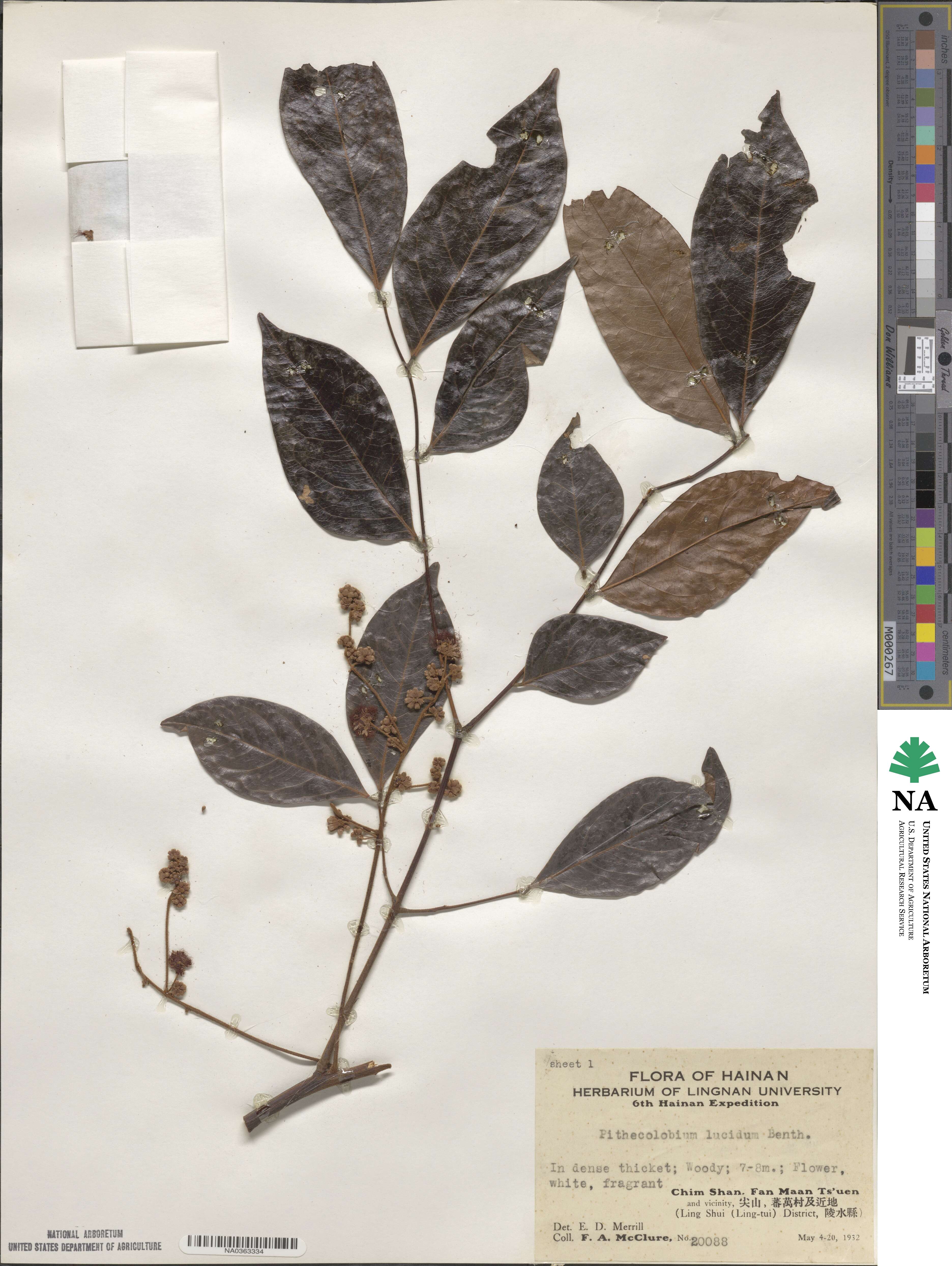 Archidendron lucidum image