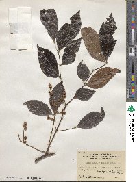 Archidendron lucidum image