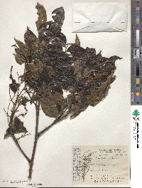 Archidendron lucidum image