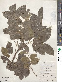 Archidendron lucidum image