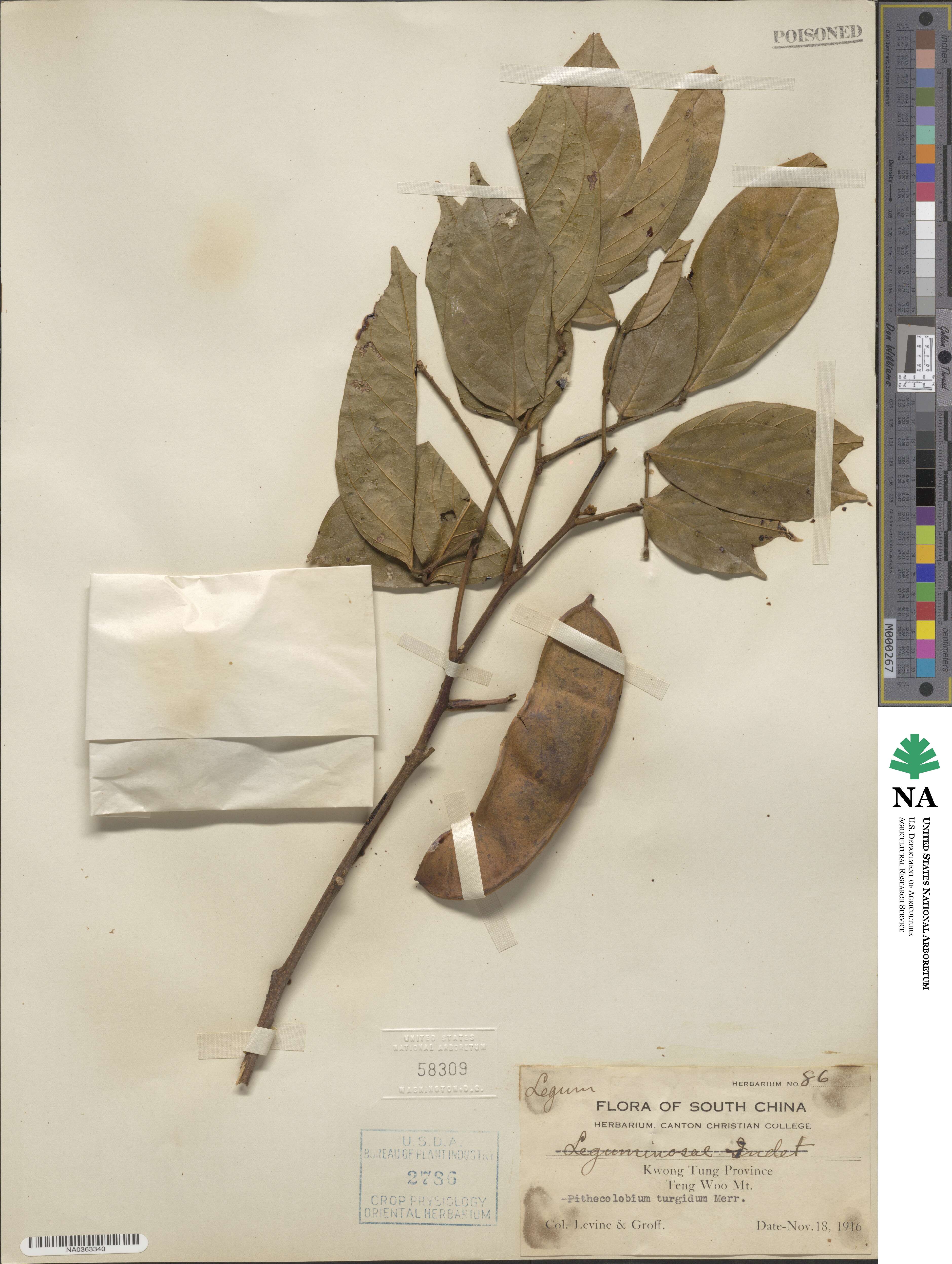 Archidendron turgidum image