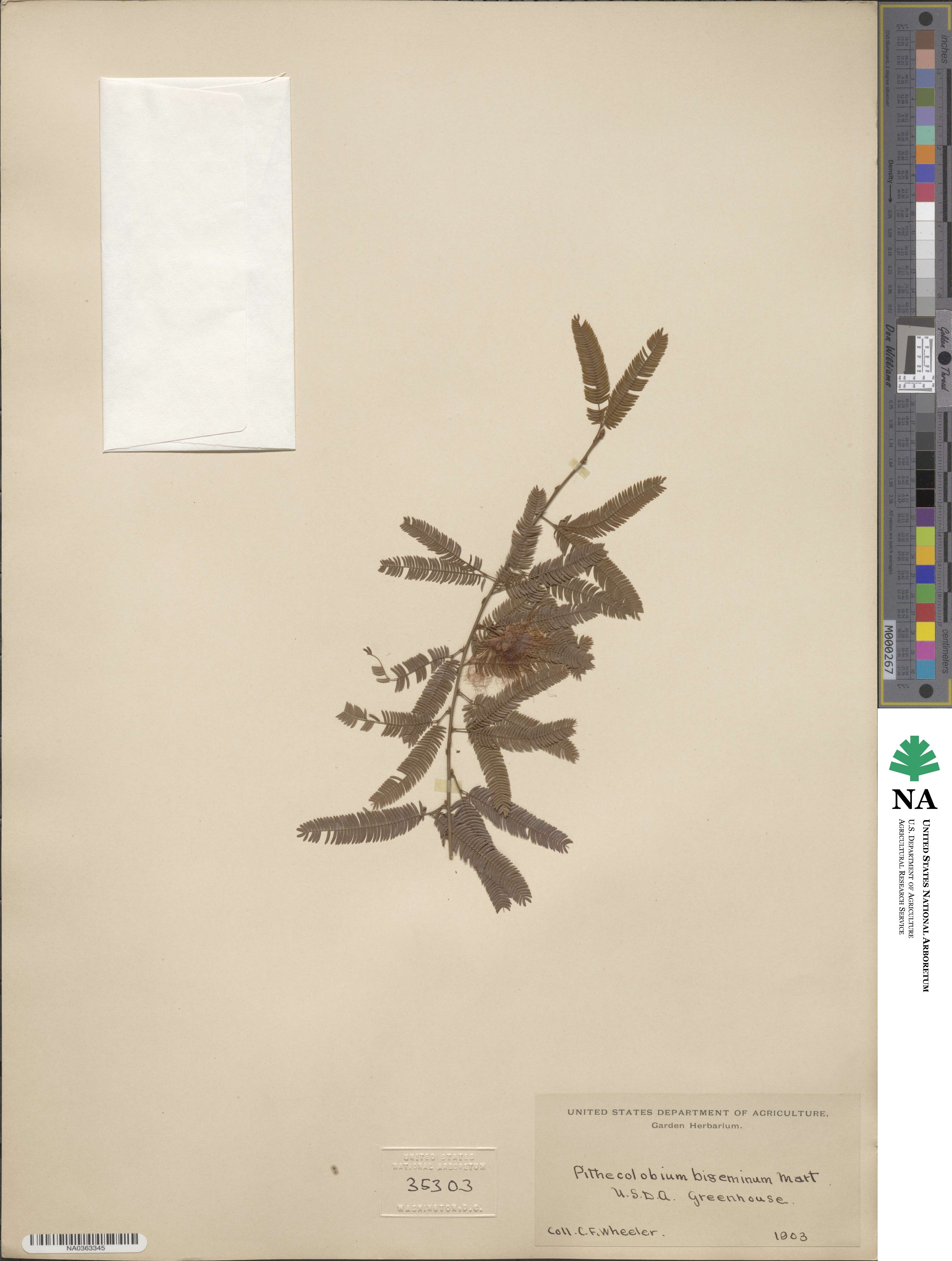 Pithecellobium bigeminum image