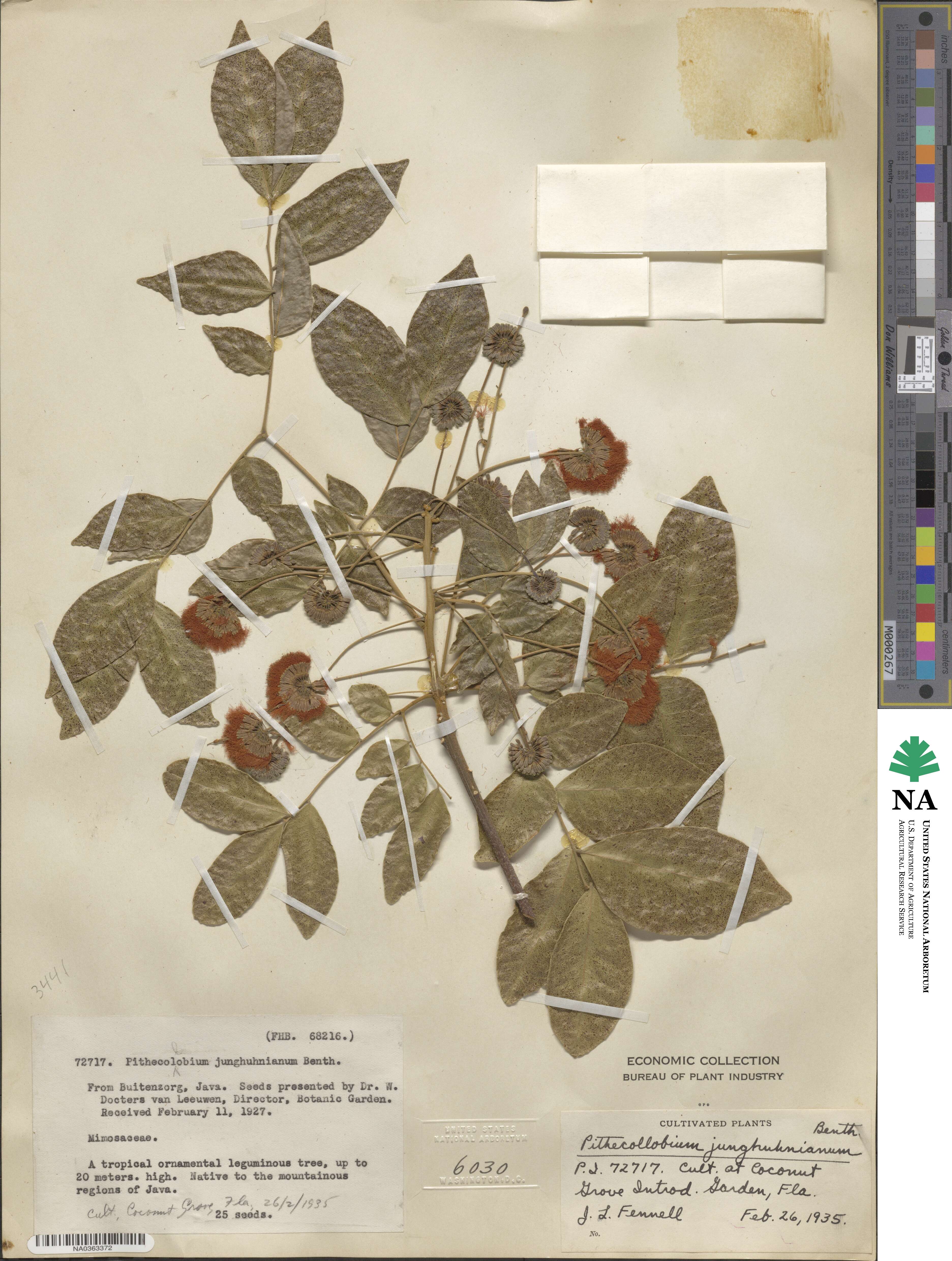 Pararchidendron pruinosum var. junghuhnianum image