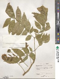 Pararchidendron pruinosum image