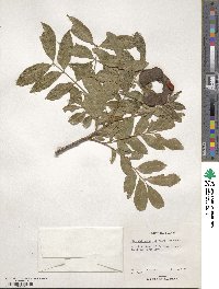 Pararchidendron pruinosum var. junghuhnianum image