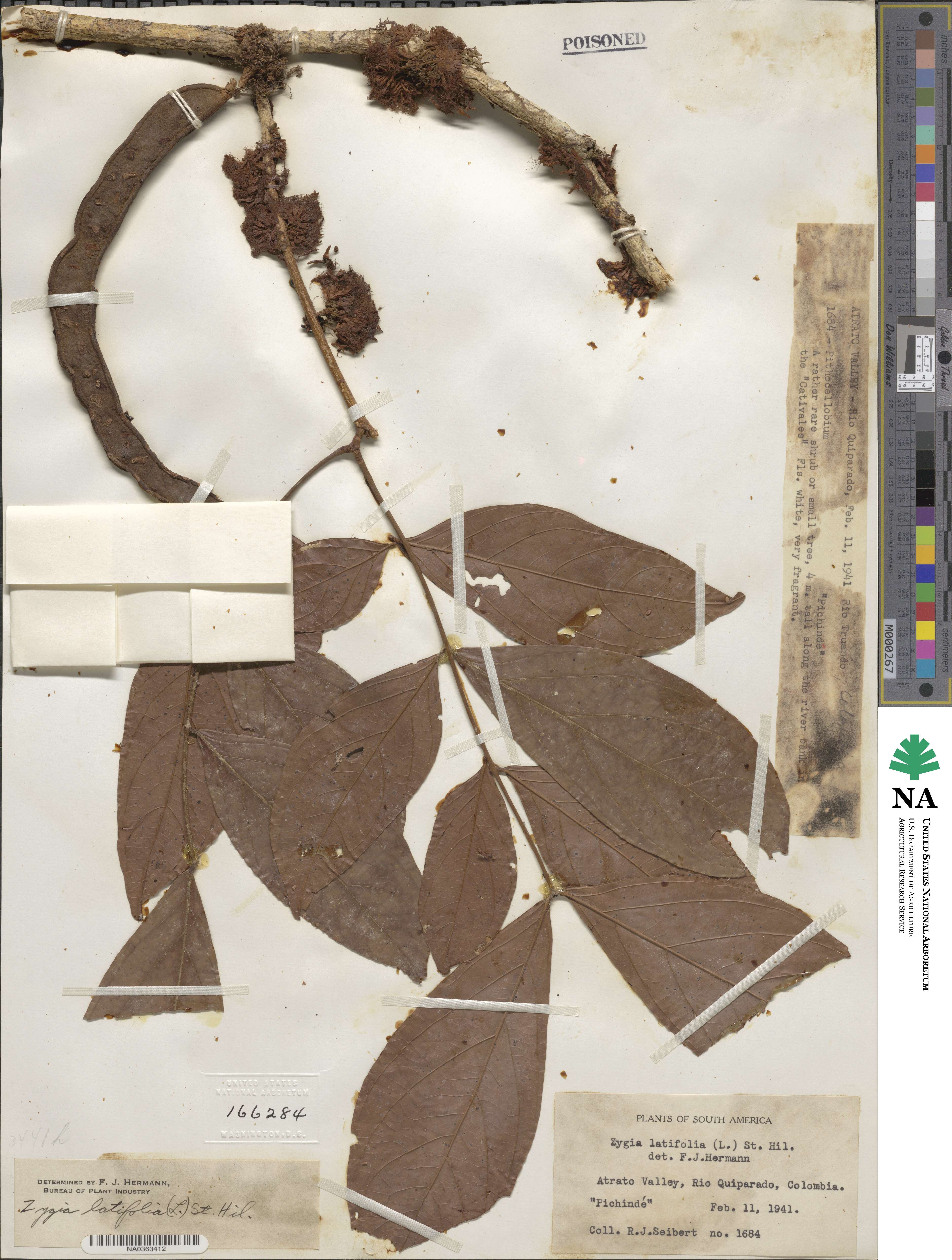 Zygia image
