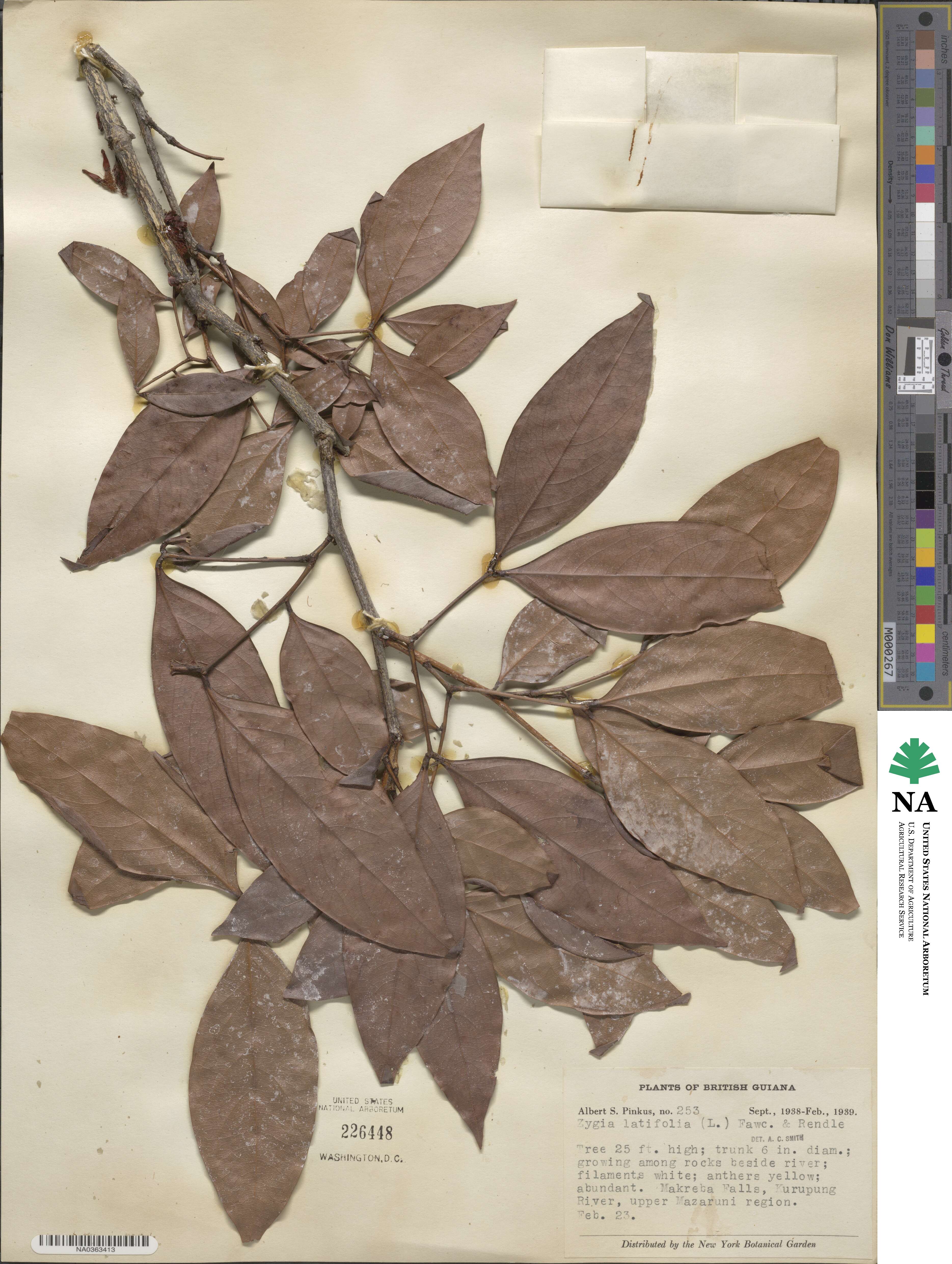 Zygia latifolia image
