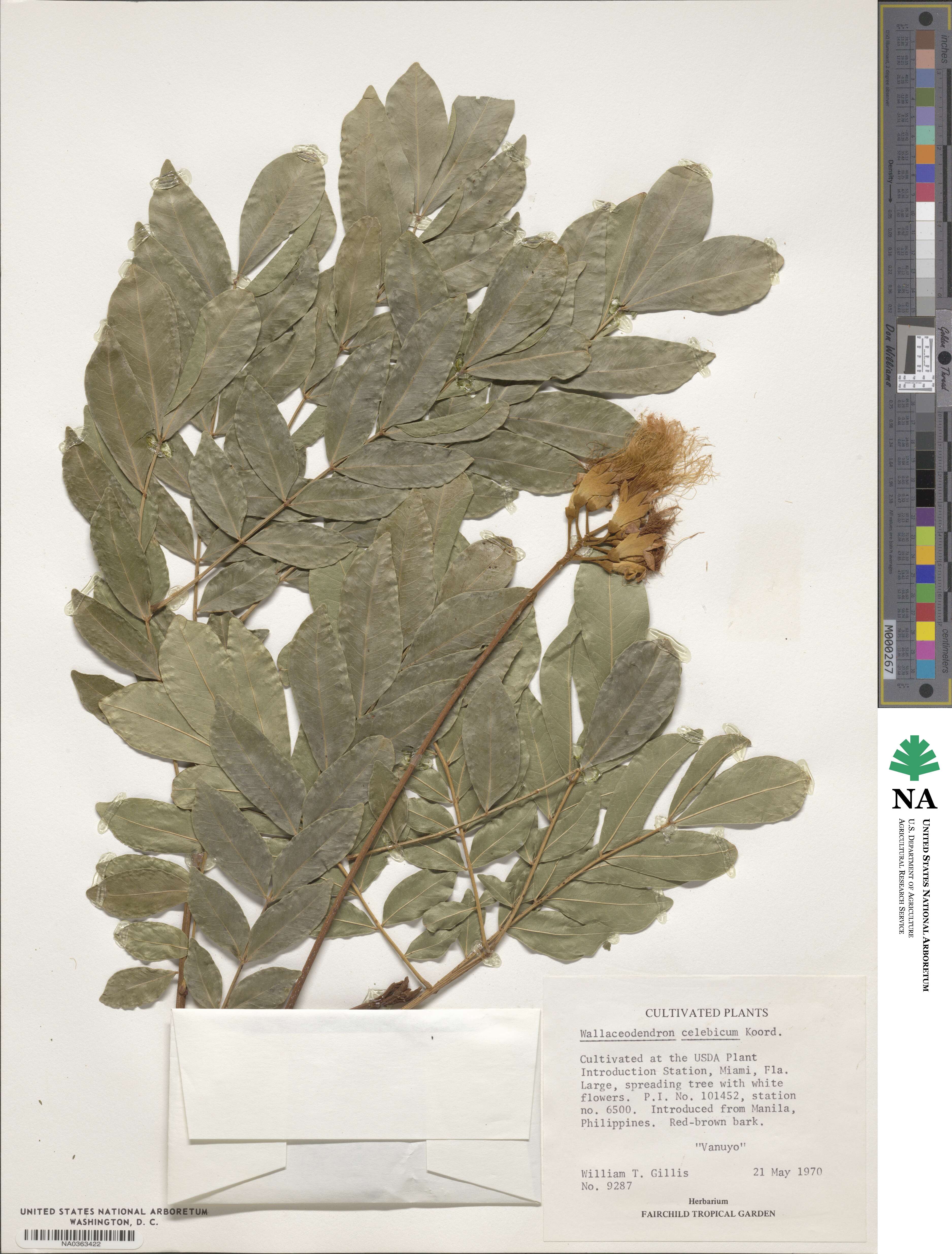 Wallaceodendron image