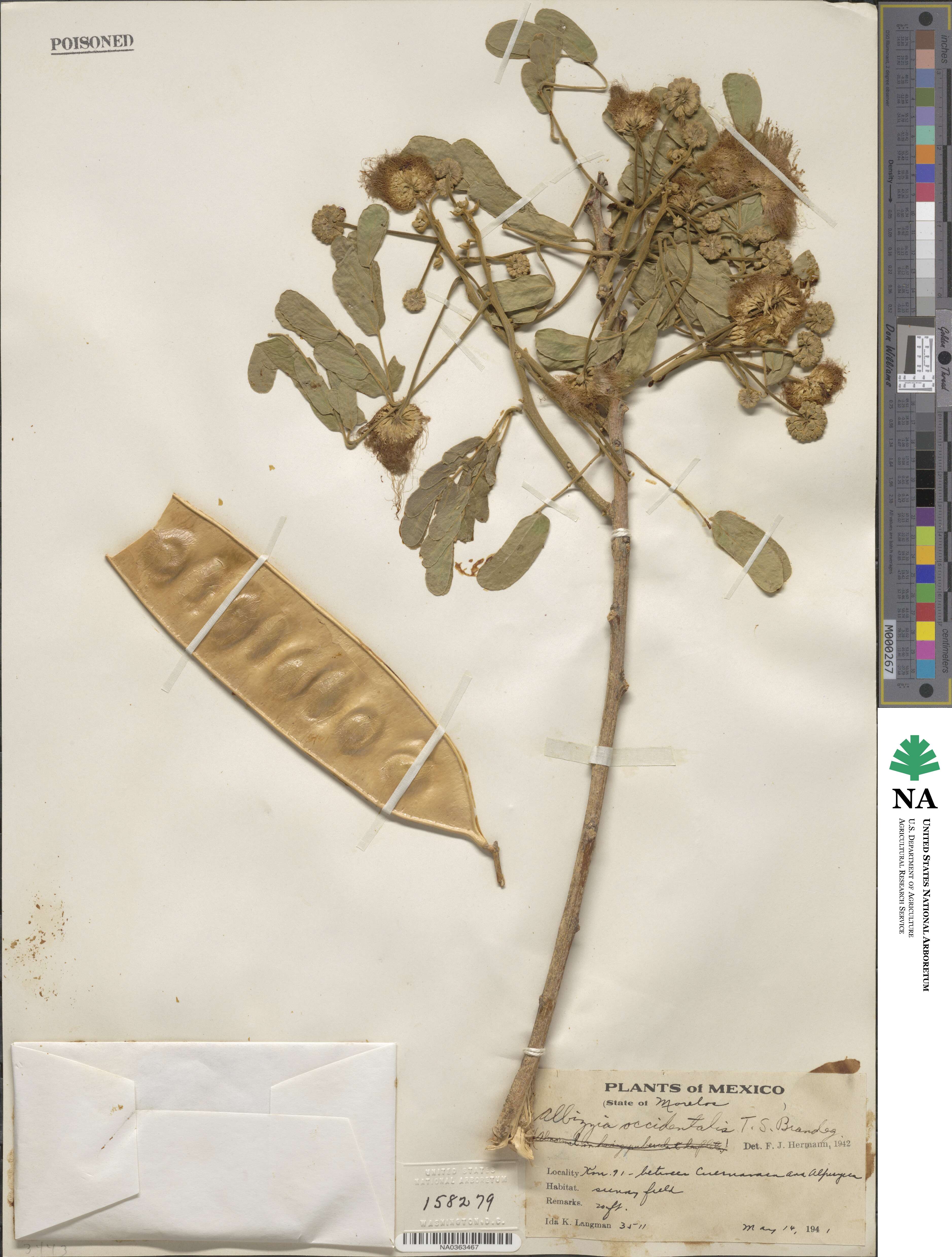 Albizzia occidentalis image